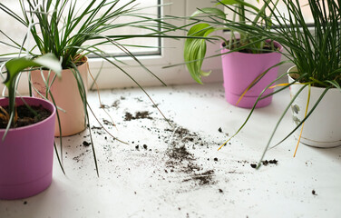 An inverted flower pot with soil and plant on white windowsill indoors among house plants....