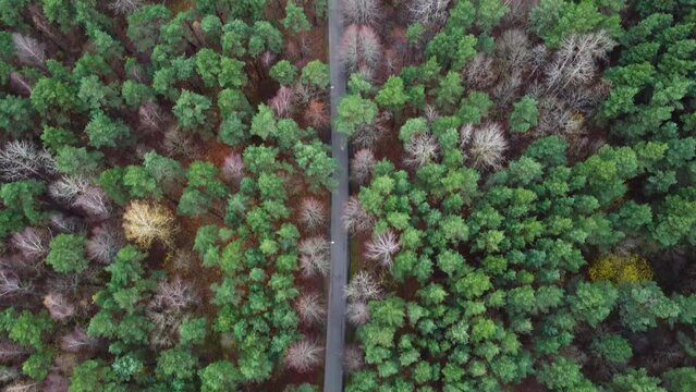 Amazing Green Forrest Aerial Top Down View, Meza parks