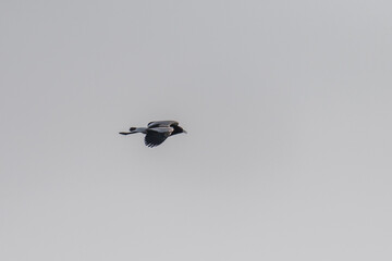 Telephoto shot of a blacksmith lapwing -Vanellus armatus- in Chobe national park, Botswana.