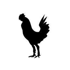 Beautiful black chicken vector silhouette art.This is an editable vector file.