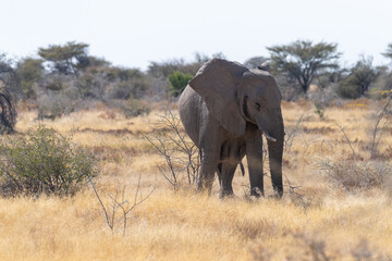 Telephoto shot of one giant African Elephant -Loxodonta Africana- grazing on the plains of Etosha...