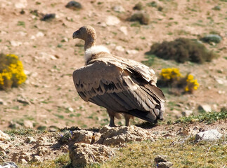 Griffon vulture (Gyps fulvus), perched on the ground. Segovia, Castile and Leon, Spain.