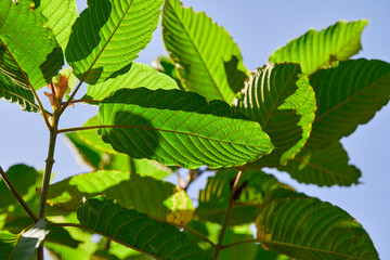 Close-up view of mitragyna speciosa or Kratom leaf on field