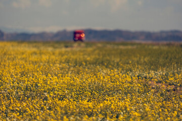 Road with Trucks through Huge beautiful fields of yellow and white Chorispora sibirska flowers in...