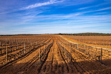 Vineyards of the Ribera del Duero designation of origin shortly before Montejo de la Vega de la...