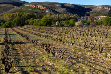 Vineyards of the Ribera del Duero designation of origin shortly before Montejo de la Vega de la...