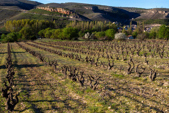 Vineyards of the Ribera del Duero designation of origin shortly before Montejo de la Vega de la Serrezuela. Segovia, Castile and Leon, Spain.