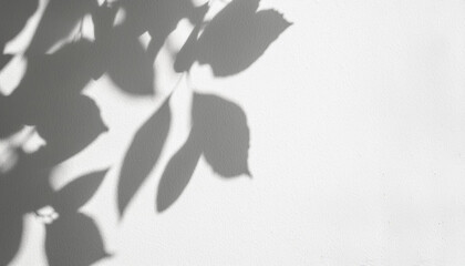 Abstract silhouette shadow white background of natural leaves tree branch falling on wall. Transparent blurry shadow leaf in morning sun light.