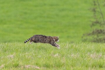 Katze in der Abendsonne