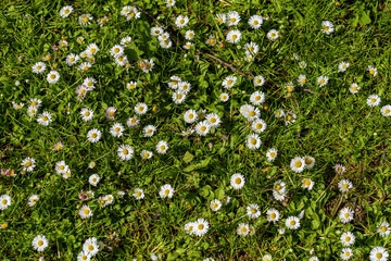 flowers in the grass