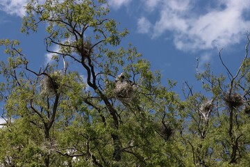Gray heron nest in trees