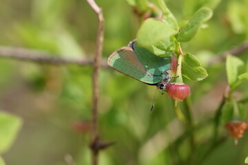 The Green Hairstreak butterfly (Callophrys rubi)  on a twig of a bilberry. Macro