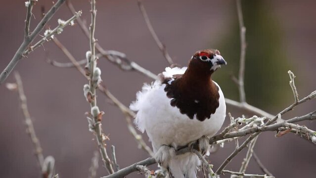 Willow Ptarmigan feeding in a willow tree. Denali National Park, Alaska