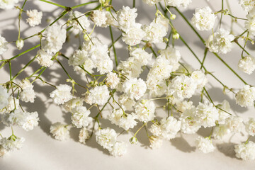 Floral beautiful light background. Small white flowers of Gypsophila. sun shadows.