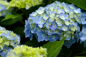 blue hydrangea flowers