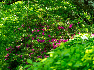 新緑の植物に覆われた山に咲くツツジ