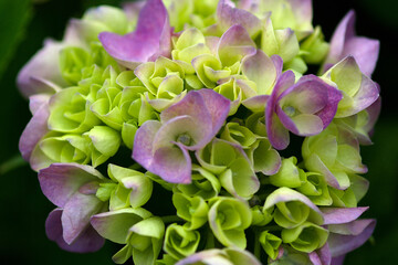 purple hydrangea flower
