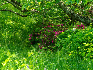 新緑の植物に覆われた山に咲くツツジ
