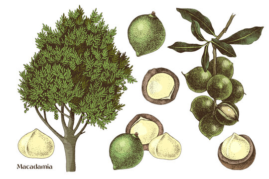 Hand drawn macadamia nuts vector set