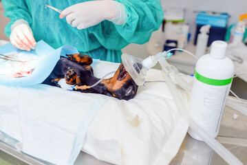 Miniature German dachshund dog breed lying on the operating table. A female vet performing surgery...