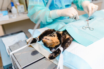 Animal surgery. A veterinarian castrates a young cat in the operating room. Animal surgery concept.