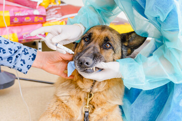 In an animal hospital, a veterinarian gives medicine with a syringe to a big sick dog. German...