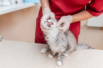 The purebred kitten is examined by a veterinarian, the teeth are checked in a veterinary clinic.