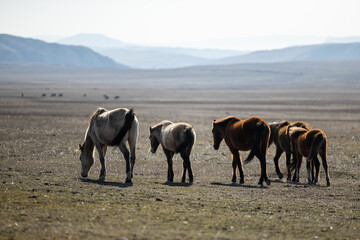 Majestic Herd of Horses Roaming the Georgian Mountain Grasslands