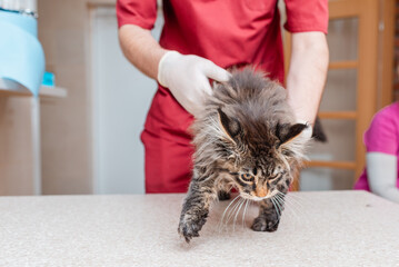 A veterinarian examines the abdomen of a young sick cat at the veterinary clinic.