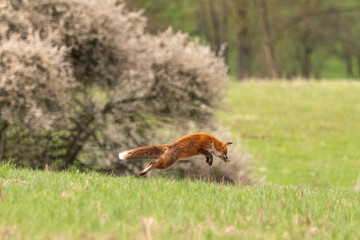 Rotfuchs vor blühendem Busch