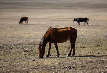 Majestic Herd Grazing Under the Georgian Sun