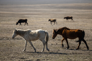 Fototapeta premium Majestic Herd of Horses Gracefully Roaming the Georgian Mountains