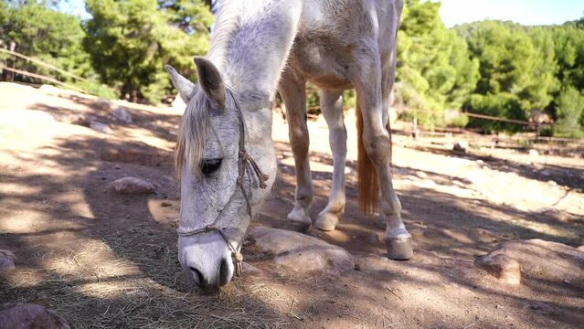 Close-up White horse in paddock, eating hay, pasture in forest mountain rock, rancho outside. Farm animal mare