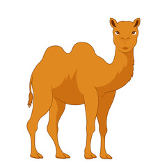 Eid Al-Adha Camel Animal Illustration