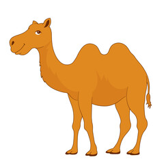 Eid Al-Adha Camel Animal Illustration