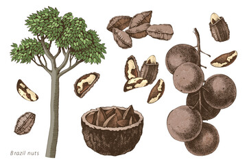 Hand drawn brazil nuts vector set