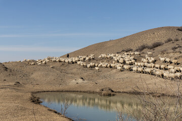 Majestic Flock: A Herd of Sheep Gracefully Standing Atop Hill in Georgia