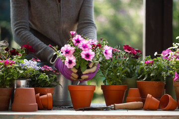 Person planting flowers in garden