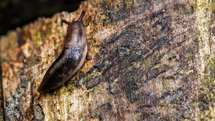 graue Wegschnecke © ulikloes