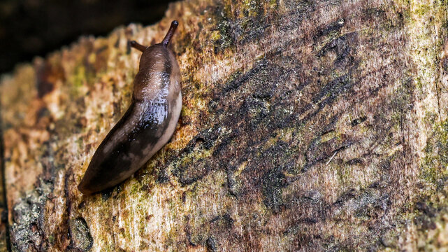 graue Wegschnecke