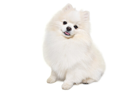 Curious Pomeranian Spitz  sitting isolated on white background