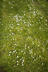 Dziki trawnik z kwitnącymi stokrotkami. - obrazy, fototapety, plakaty