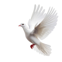 Obraz premium White dove symbol of peace flying, Isolated on transparent background.