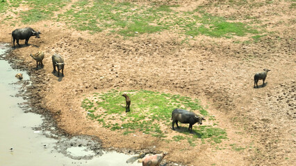 Buffaloes navigate a desolate watering spot, emblematic of the struggle for survival in arid...