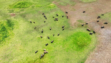 A parched landscape stretches beneath as a herd of buffalo navigate sparse patches of green amidst...