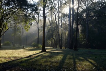 Fototapeta premium Experience the serenity of a misty morning at dawn, with sunlight filtering through the trees and casting long shadows on the forest floor, Generative AI