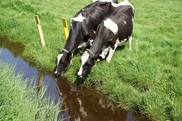 Two Dutch black and white cows in the meadow, drinking the water of a ditch. Reflected in the...