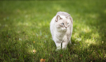 beautiful cat on green grass on a summer day.