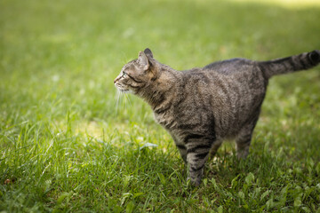 beautiful cat on green grass on a summer day.