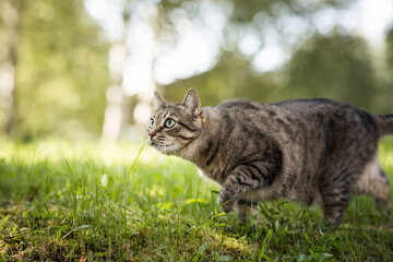 beautiful cat on green grass on a summer day.